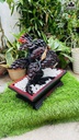 chau-tung-hac-go-trac-cao-46-ngang-54-sau-24-cm-464841