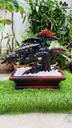 chau-tung-hac-go-trac-cao-46-ngang-54-sau-24-cm-464843