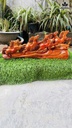 tuong-ma-dao-thanh-cong-go-huong-cao-24-ngang-58-sau-17-cm-464956