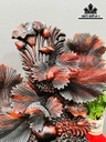tuong-ca-xiem-go-trac-cao-62-ngang-55-sau-20-cm-465219