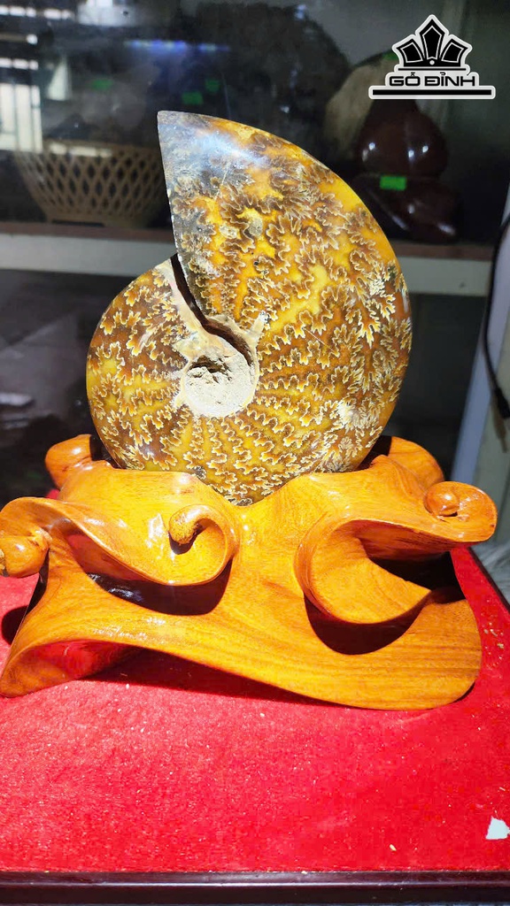 oc-anh-vu-hoa-thach-cao-21-ngang-14-cm-14kg-465385