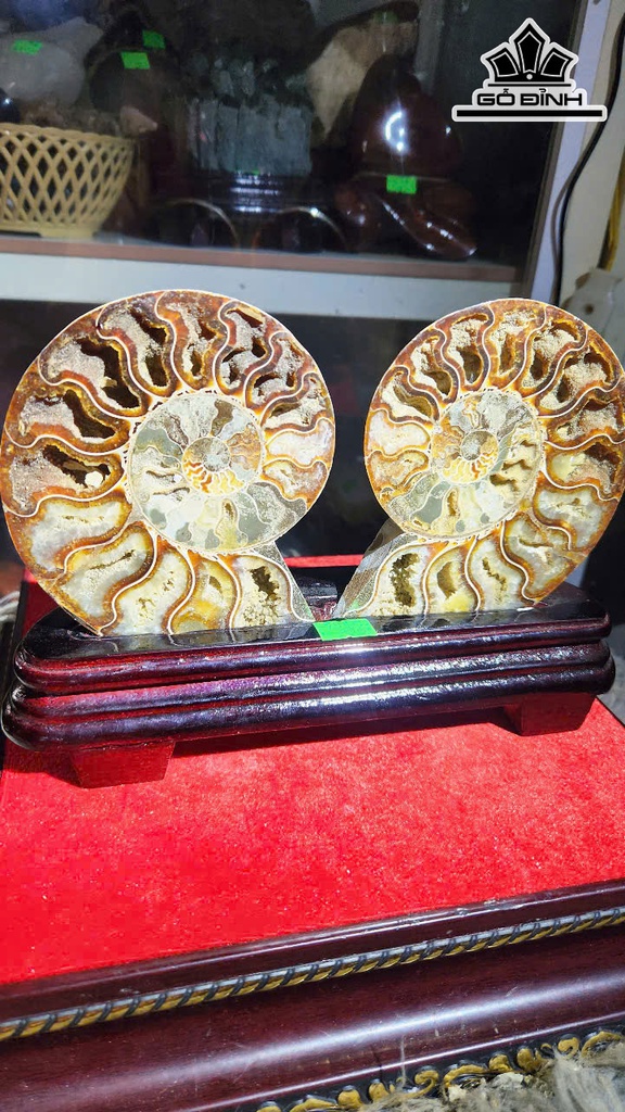cap-oc-anh-vu-hoa-thach-cao-25-ngang-15-cm-09kg-465406