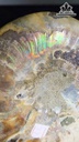 cap-oc-anh-vu-hoa-thach-cao-25-ngang-15-cm-09kg-465408