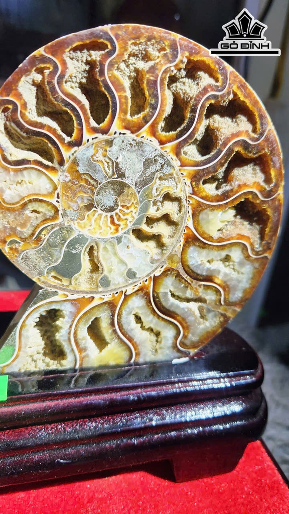 cap-oc-anh-vu-hoa-thach-cao-25-ngang-15-cm-09kg-465409