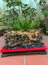 tuong-nhat-long-go-mun-hoa-cao-27-ngang-60-sau-13-cm-cao-ca-ky-37-cm-465505