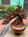 binh-phu-quy-hoa-mai-go-huong-cao-88-ngang-85-sau-52-cm-duong-kinh-than-binh-50-cm-465516