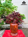 binh-hoa-mai-go-cam-cao-70-ngang-68-sau-35-cm-465815