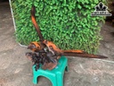 tuong-phu-the-vien-man-go-trac-cao-32-ngang-68-sau-20-cm-465940