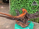 tuong-phu-the-vien-man-go-trac-cao-32-ngang-68-sau-20-cm-465943