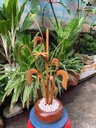 chau-lua-vang-cao-61-ngang-33-sau-18-cm-chau-go-huong-cay-lua-go-po-mu-465958