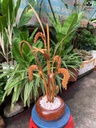 chau-lua-vang-cao-61-ngang-33-sau-18-cm-chau-go-huong-cay-lua-go-po-mu-465959