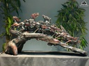 tuong-bat-ma-truy-phong-go-trac-cao-52-ngang-108-sau-32-cm-466254