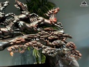 tuong-bat-ma-truy-phong-go-trac-cao-52-ngang-108-sau-32-cm-466256