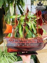 thuyen-buom-xuoi-gio-go-trac-cao-45-ngang-40-sau-10-cm-466913