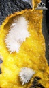 nhung-bong-hoa-uu-dam-da-tram-tich-cao-ca-de-27-ngang-16-cm-nang-36kg-467293