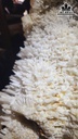 be-tinh-the-thach-anh-cao-ca-de-70-ngang-37-cm-50kg-467369