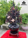 binh-hoa-mai-go-trac-cao-90-ngang-45-sau-33-cm-468070