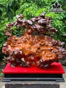 tuong-than-tra-go-huyet-long-cao-ca-ky-78-ngang-11-sau-72-cm-ky-cao-11-cm-468358