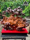 tuong-than-tra-go-huyet-long-cao-ca-ky-78-ngang-11-sau-72-cm-ky-cao-11-cm-468359