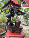cay-tung-hac-go-trac-cao-ca-ky-59-ngang-36-sau-22-cm-468426