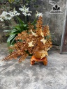 Bình Hoa Mai Gỗ Hương Cao 70 Ngang 68 Sâu 23 (cm)