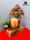Cây Phú Quý Gỗ Nu Ngọc Am Cao 65 Ngang 40 Sâu 20 (cm)