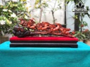 Tượng Bát Mã Gỗ Trắc Cao 26 Ngang 55 Sâu 12 (cm)