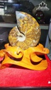 Ốc Anh Vũ Hóa Thạch Cao 21 Ngang 14 (cm) - 1,4kg