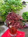 Bình Hoa Mai Gỗ Cẩm Cao 70 Ngang 68 Sâu 35 (cm)