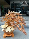 Bình Hoa Mai Gỗ Hương Cao 58 Ngang 48 Sâu 36 (cm)
