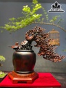 Bình Hoa Gỗ Trắc Cao 47 Ngang 47 Sâu 20 (cm)