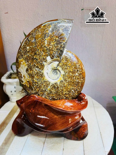 Ốc Anh Vũ Hóa Ngọc Cao 30 Ngang 18 (cm) 3,2kg Luôn Đế