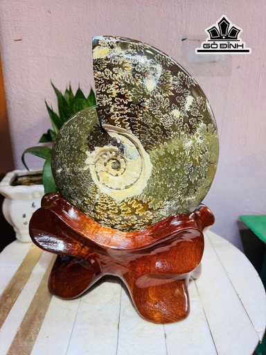Ốc Anh Vũ Hóa Ngọc Cao 30 Ngang 19 (cm) 3,4kg Luôn Đế