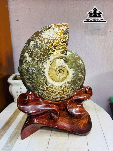 Ốc Anh Vũ Hóa Thạch Cao 30 Ngang 19 (cm) 3,4kg