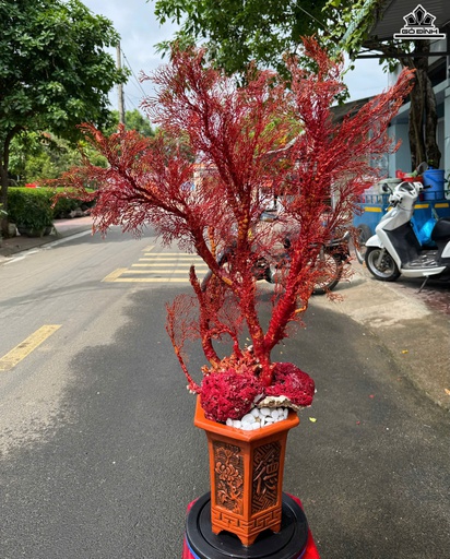 Chậu San Hô Đỏ Cao 91 Ngang 61 (cm)